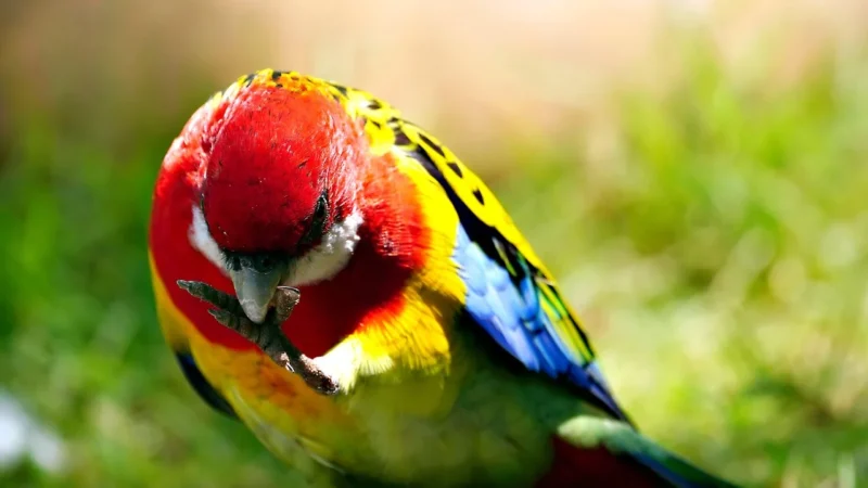 Aldo torebka Rosella kolor różowy