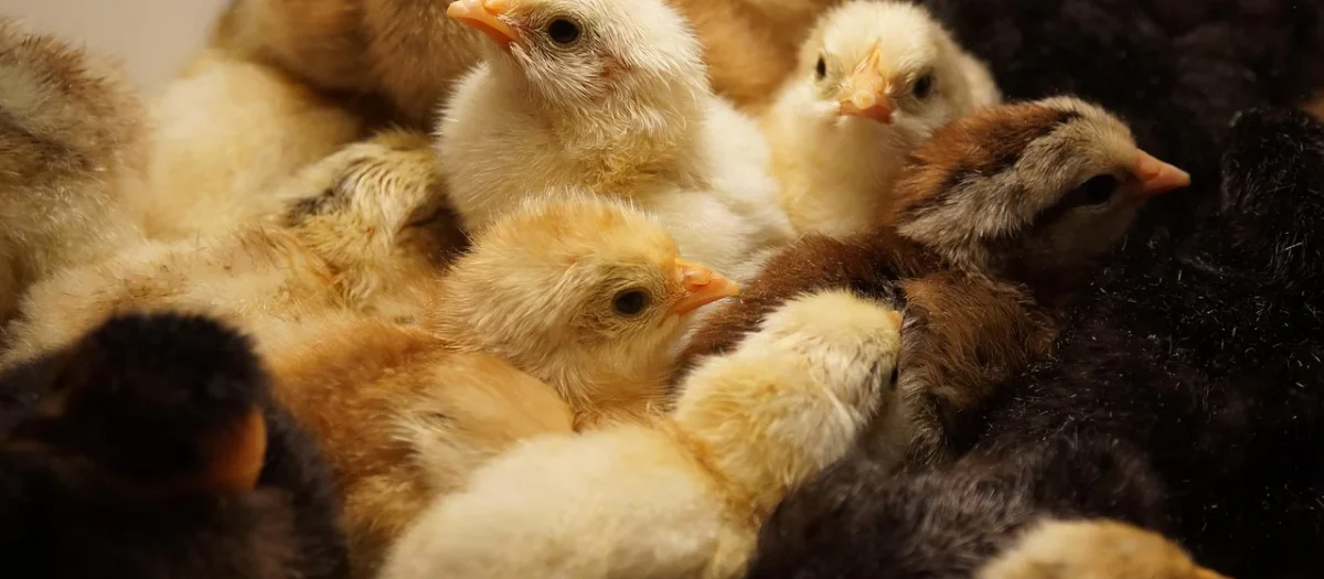 Birciole Małe Torebki Damskie Listonoszki na łańcuszku Bordowa (kolory)