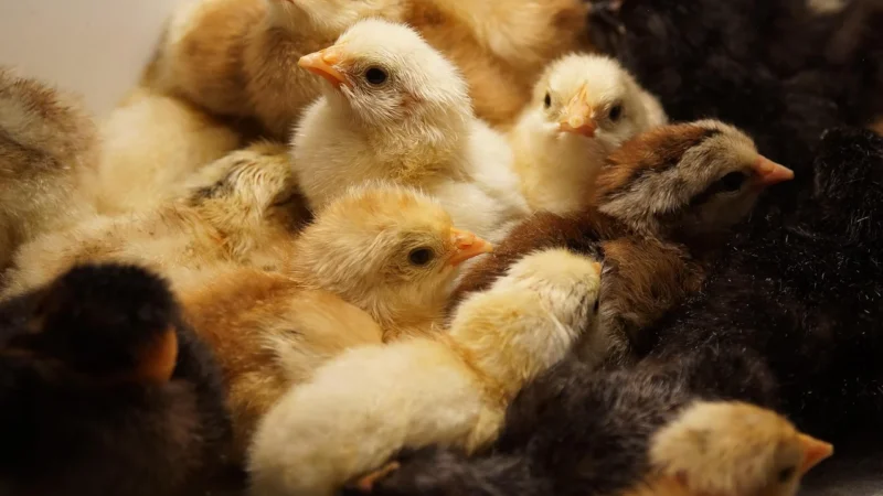 Birciole Małe Torebki Damskie Listonoszki na łańcuszku Bordowa (kolory)
