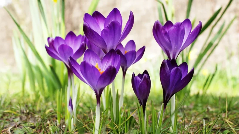 Call It Spring Torebka Dariah 16259388 Czarny