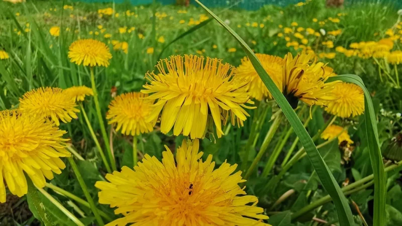 Call It Spring Torebka Rickii 16260365 Czarny