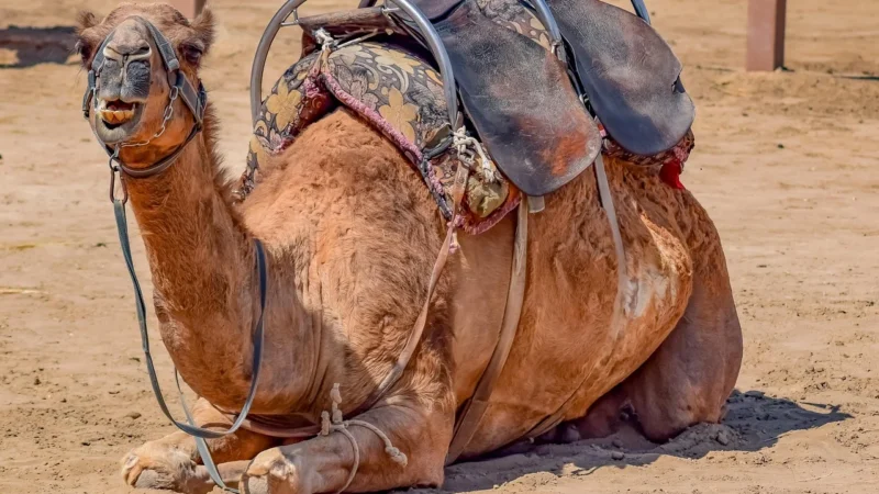 Camel Włoski Plecak Skórzany A4 damski dużo kieszeni C79