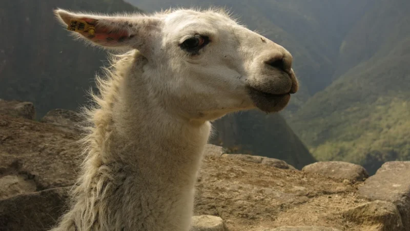 Camel Włoski Plecak Skórzany damski Skóra Naturalna U21