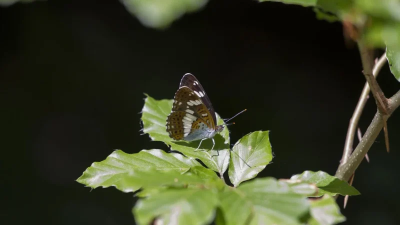 Camilla 777 COCO – czerwony  skóra naturalna