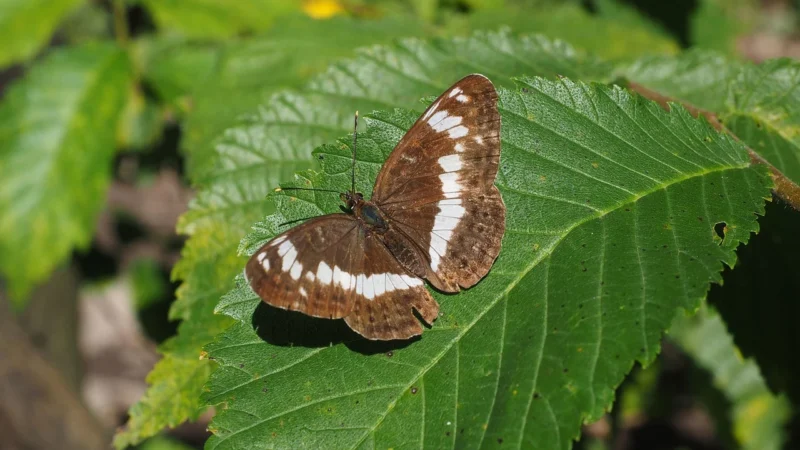 Camilla 777G – czarny  skóra naturalna