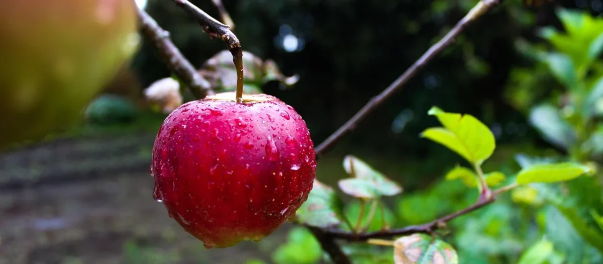 Creole Torebka K11227 Czarny