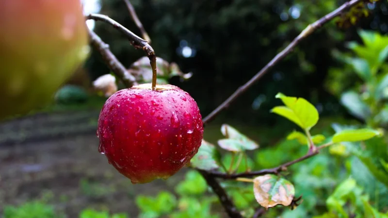 Creole Torebka K11227 Czarny