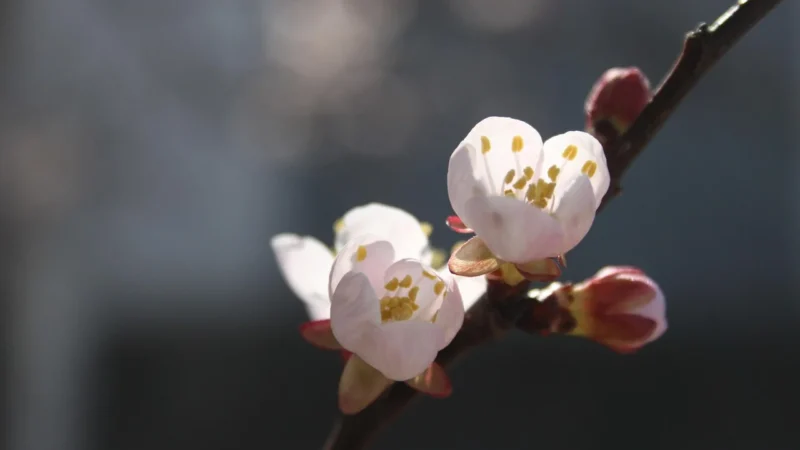 Damska Torebka ekologiczna Sergio Valentini P365 apricot