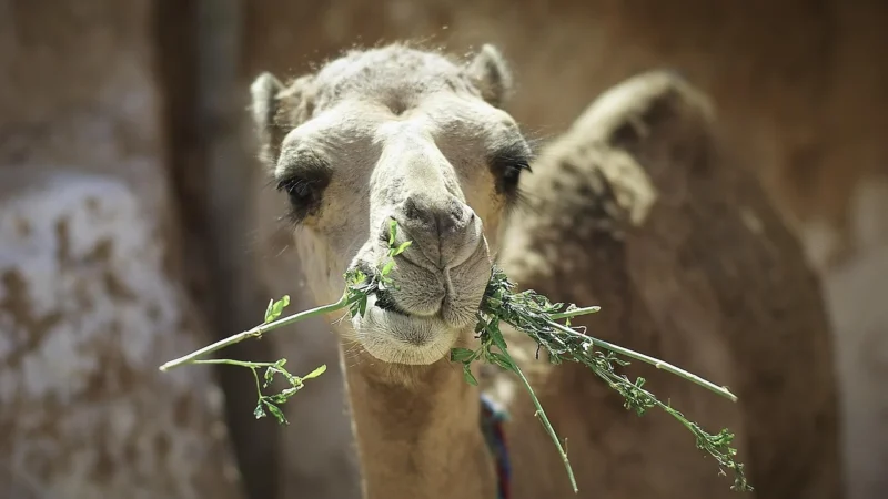DAN-A T177A camel torebka skórzana damska aktówka – camel