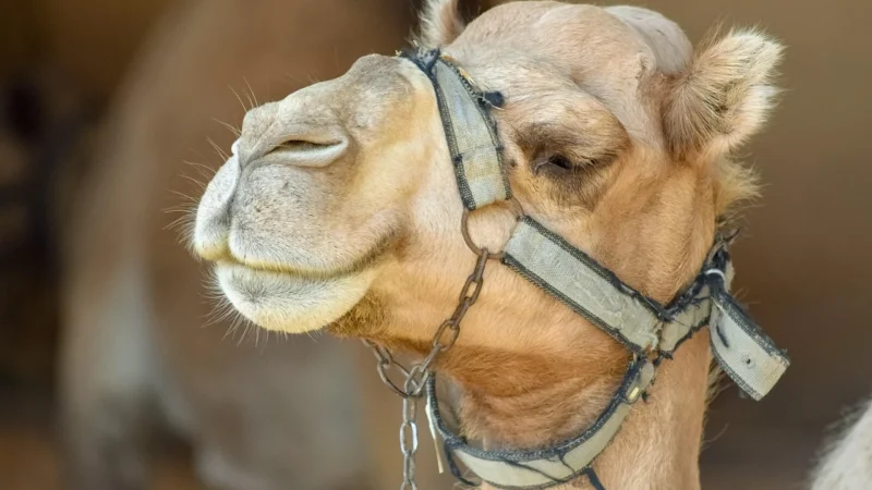 DAN-A T228 camel torebka skórzana kuferek – camel