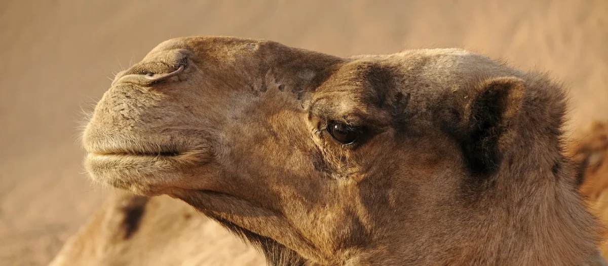 DAN-A T25 torebka skórzana damska kuferek camel – camel