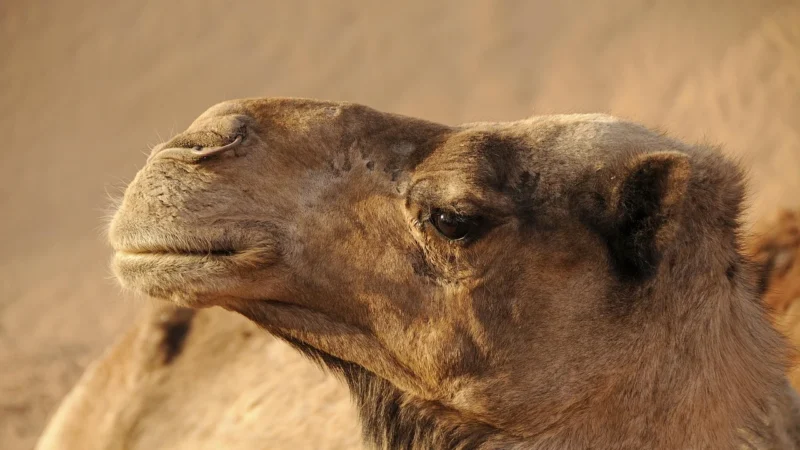 DAN-A T25 torebka skórzana damska kuferek camel – camel
