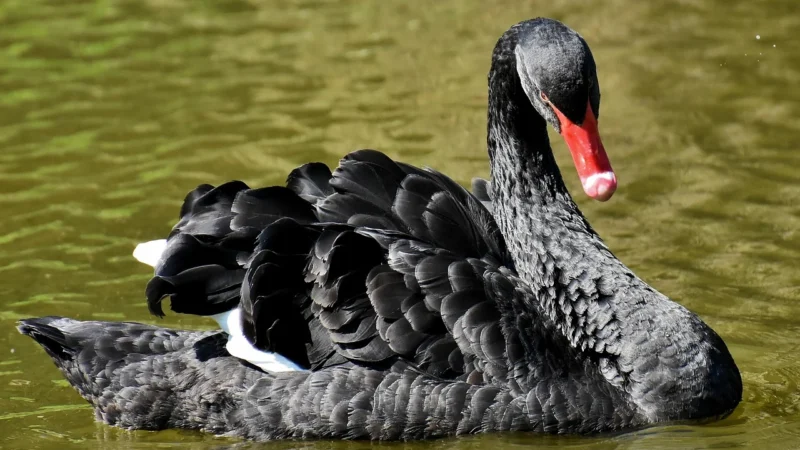 DAN-A T256 czarny elegancki kuferek ze skóry naturalnej – Czarny