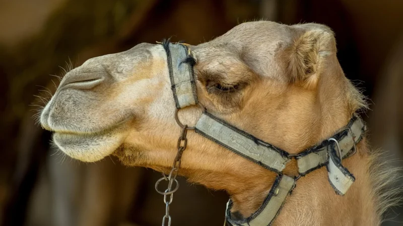 DAN-A T87 camel torebka skórzana damska kuferek – camel