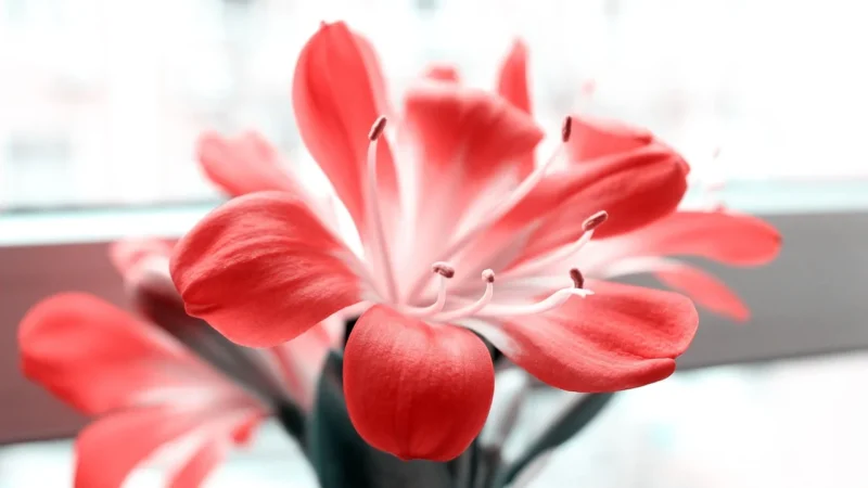 Dół od bikini Clivia