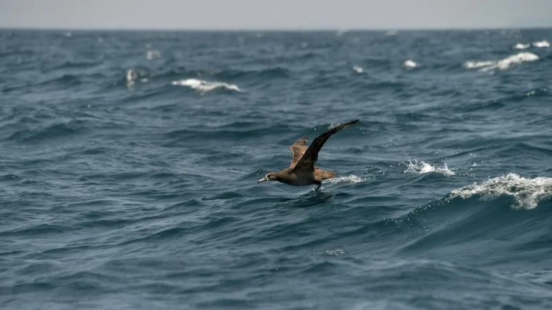 Kuferek Wings Albatros BC Srebrny