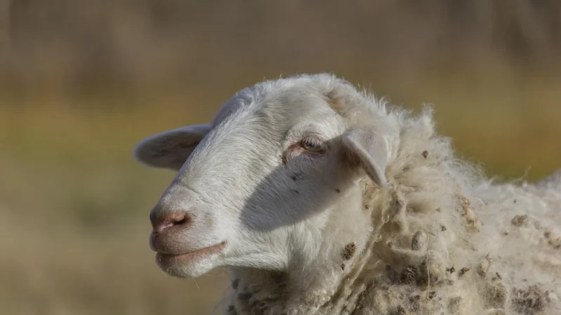 Liebeskind Kodiaq Sheep Chelsea S Torebka ciemnoczerwony