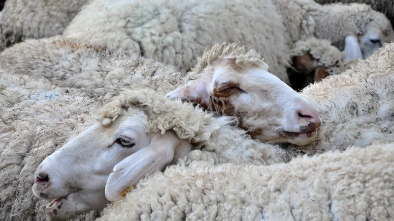 Liebeskind Kodiaq Sheep Chelsea Torba na zakupy mięta zielona