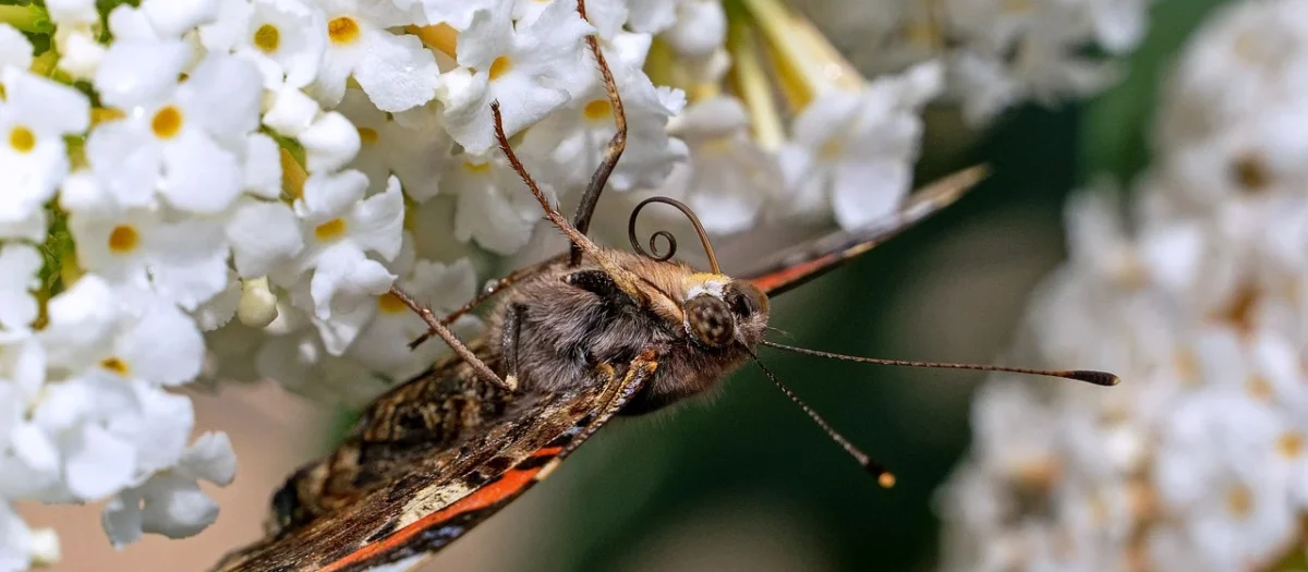 Lorin P-1573