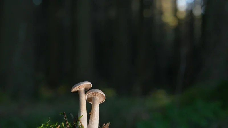 Małe torebki listonoszki ze skóry naturalnej – Zielona ciemna – Zielony