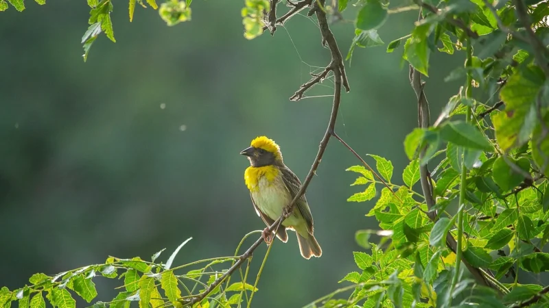 Mango Torebka Baya 37010043 Różowy