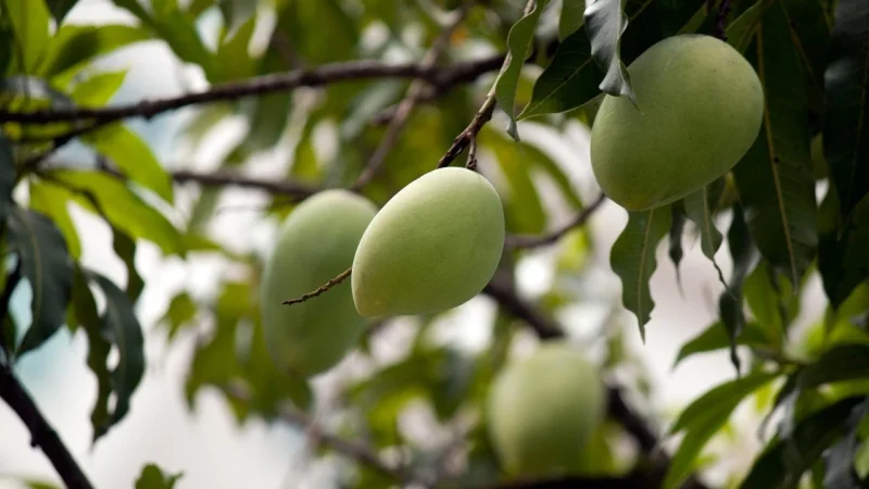 Mango Torebka Cletus 37010076 Różowy