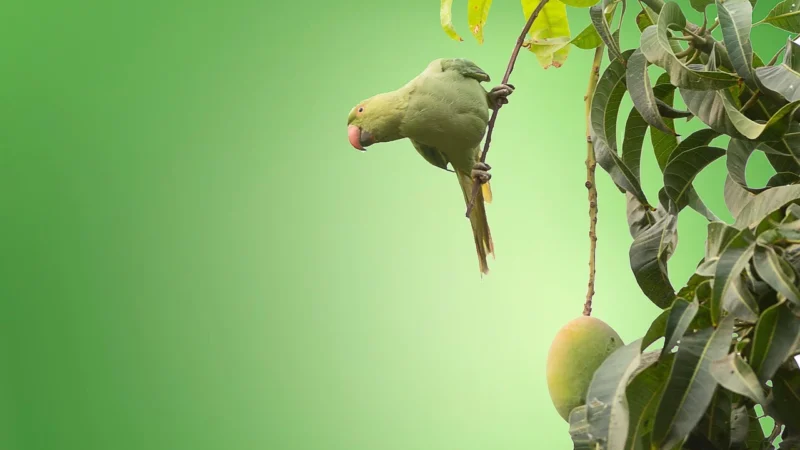 Mango Torebka Isi 27010264 Zielony