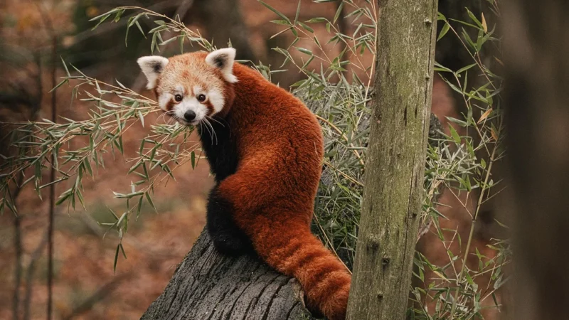 PANDA WALIZKA DZIECIĘCA BAGAŻ DZIECIĘCA PODRÓŻNA