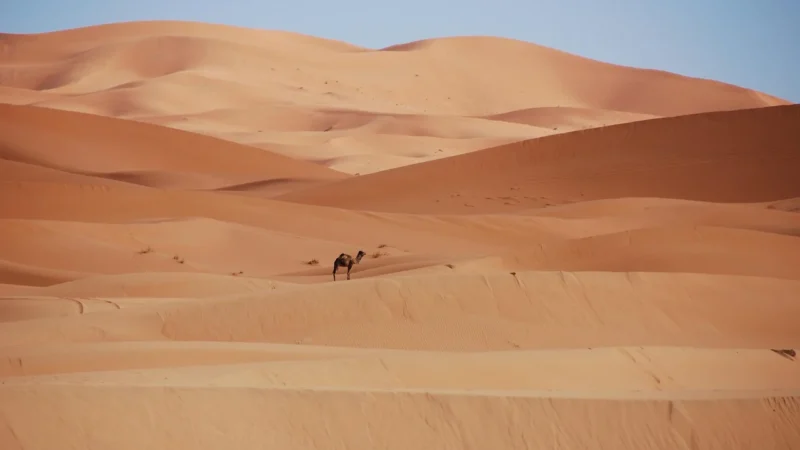 Patrizia Piu 218-017 – camel