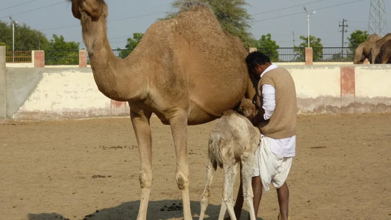 Patrizia Piu 318-077 – camel
