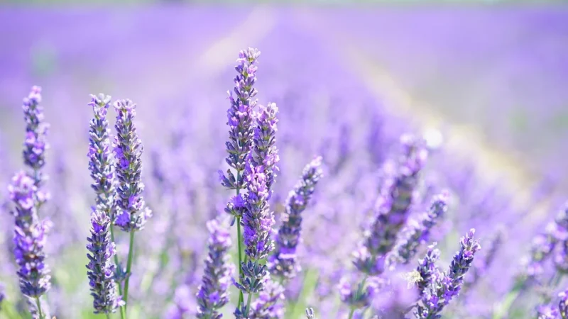 Plecak CREOLE – S10487 Lavender