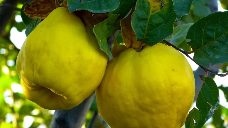 Podłużna listonoszka w stylu kopertówki, skóra naturalna — Rovicky