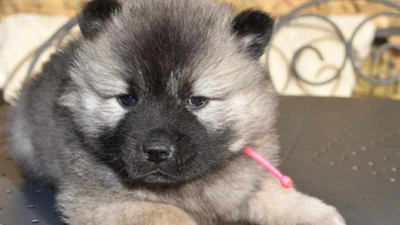 Roxy Torebka ERJBP04550 Brązowy