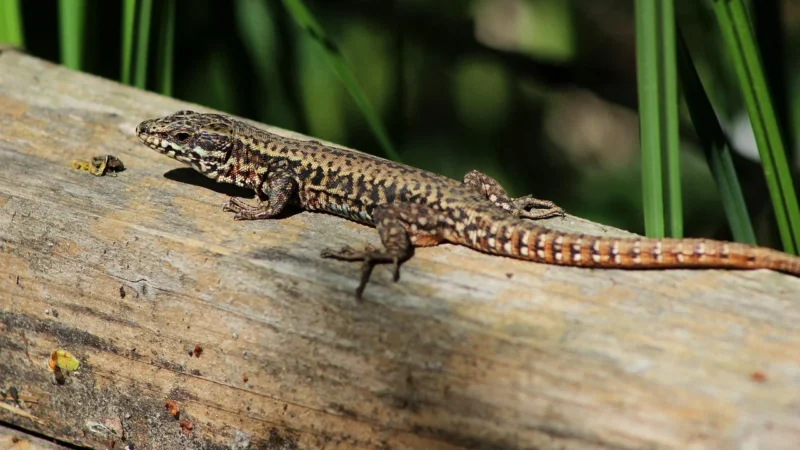 Sandały Lizard Super Hike