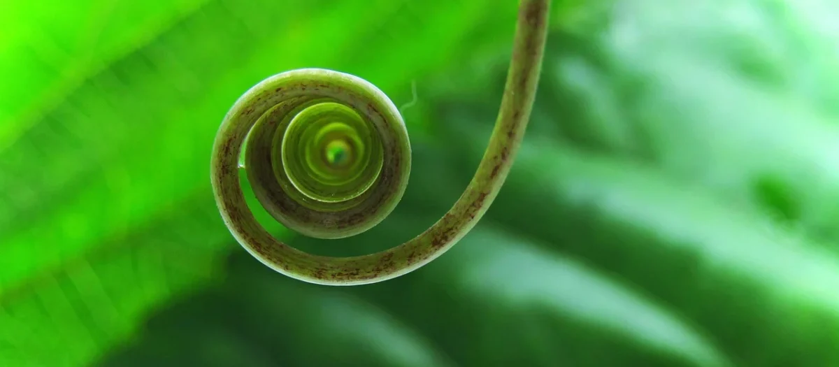 Spiral Saszetka nerka Harvard 4216 Zielony