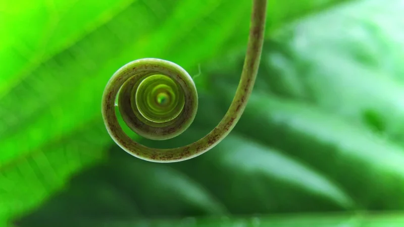 Spiral Saszetka nerka Harvard 4216 Zielony
