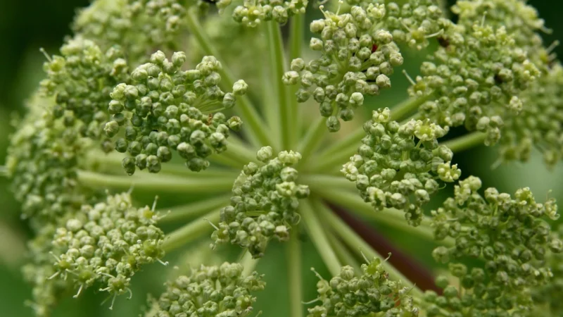 Stringi Angelica