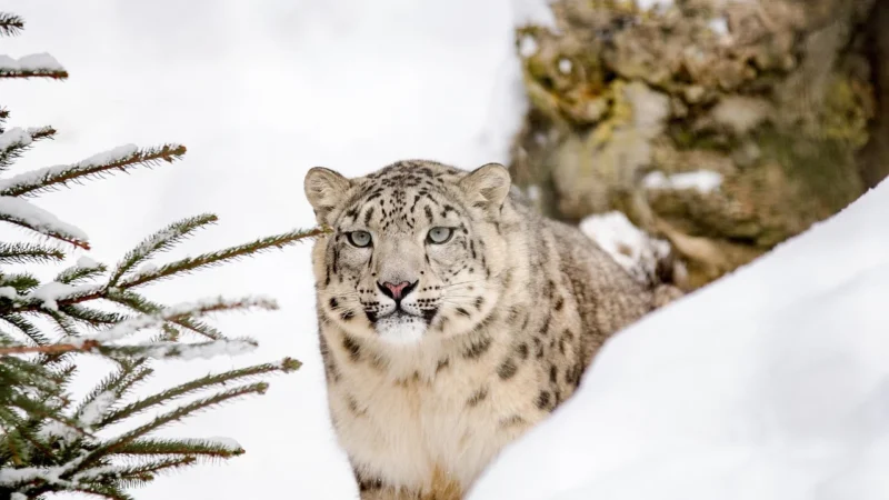 Torebka CREOLE – K11138 Zielony/Gepard