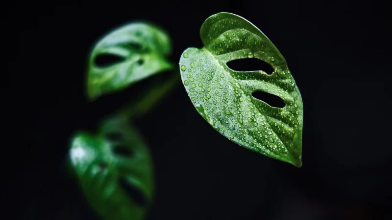 Torebka Monstera