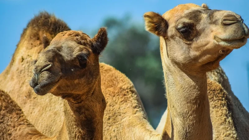 Torebka w kolorze camel z ekskluzywnej skóry bydlęcej