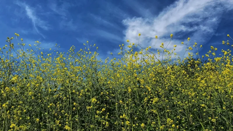 Utrimque, Mustard Yellow